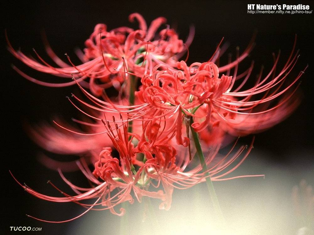 ภาพดอกไม้สวยๆ HD-3D-Wallpapers-Backgrounds (Flower)ภาพพื้นหลัง พักหน้าจอ No.24
