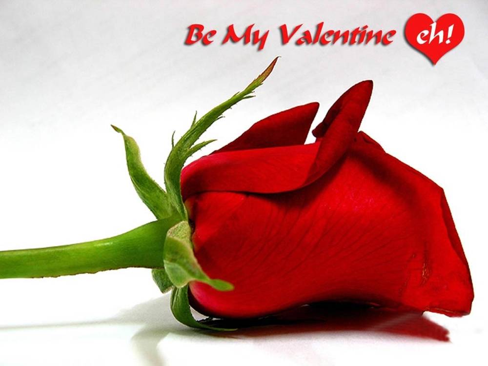ภาพดอกไม้สวยๆ HD-3D-Wallpapers-Backgrounds (Flower)ภาพพื้นหลัง พักหน้าจอ No.24