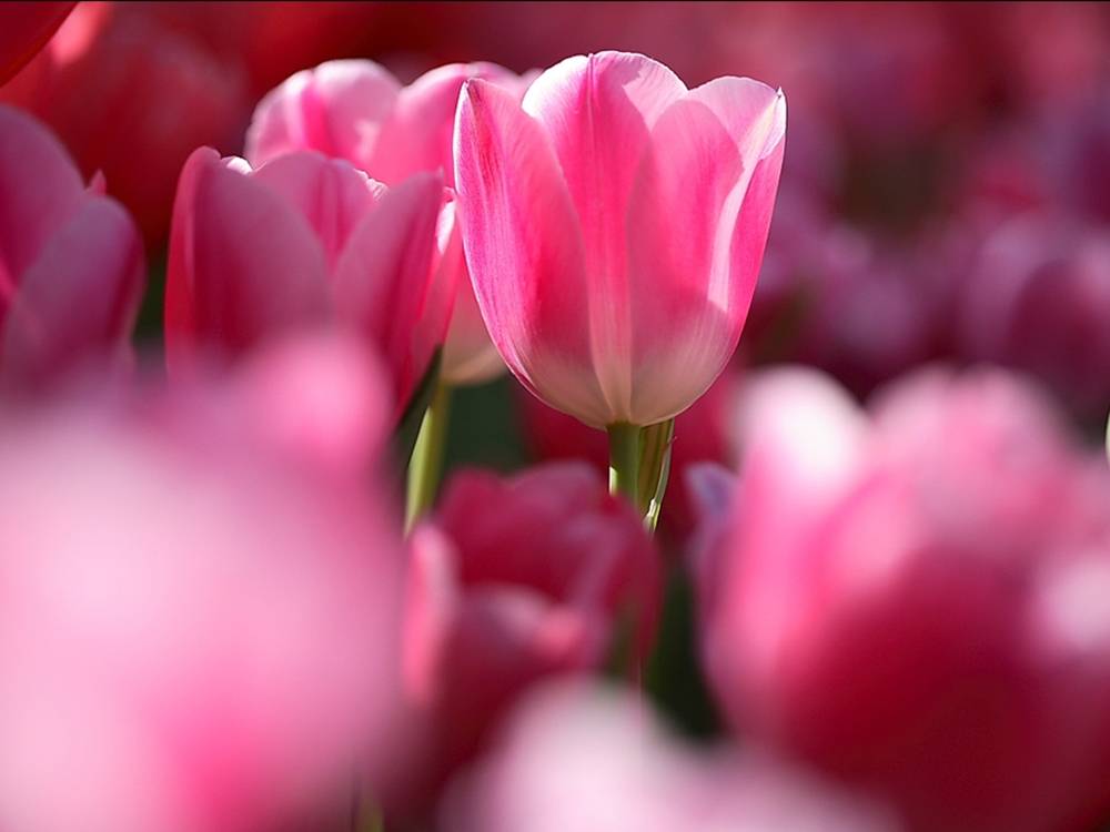 ภาพดอกไม้สวยๆ HD-3D-Wallpapers-Backgrounds (Flower)ภาพพื้นหลัง พักหน้าจอ No.24