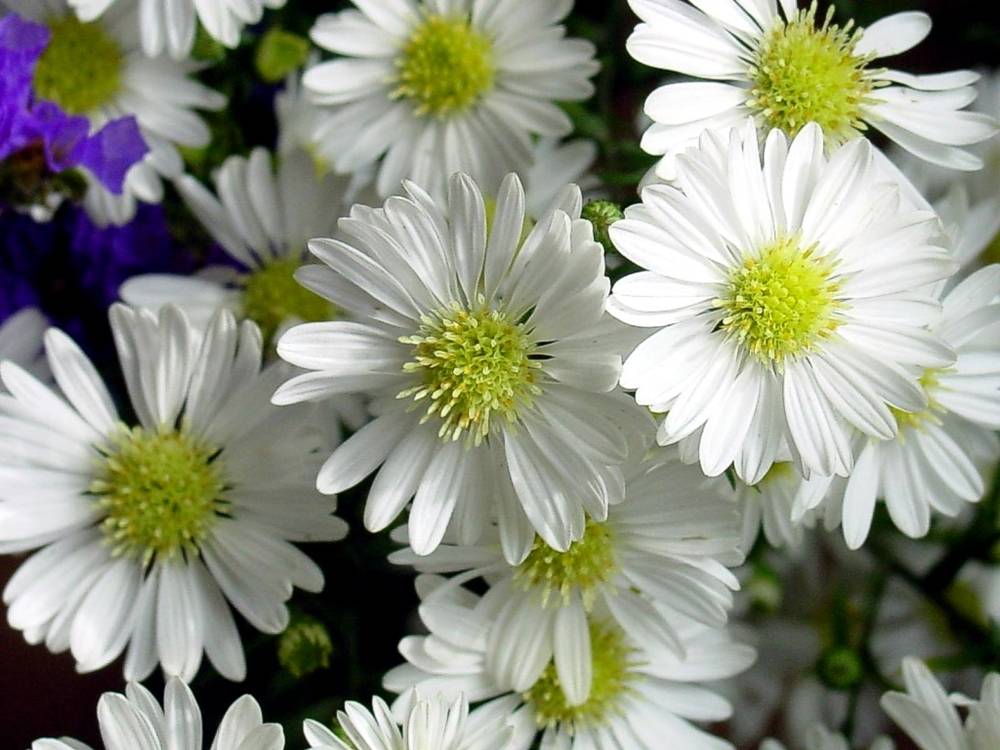 ภาพดอกไม้สวยๆ HD-3D-Wallpapers-Backgrounds (Flower)ภาพพื้นหลัง พักหน้าจอ No.24
