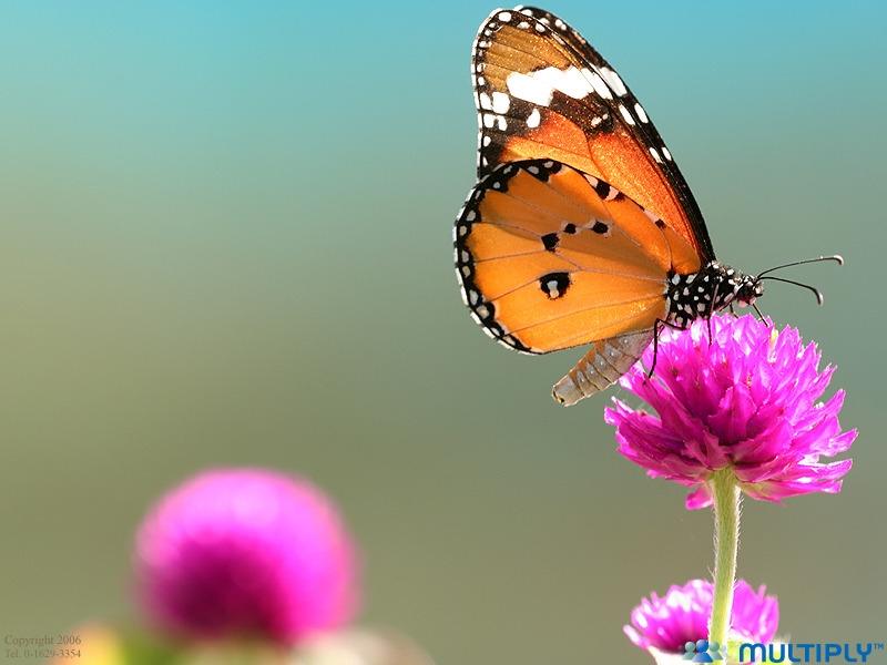 ภาพดอกไม้สวยๆ HD-3D-Wallpapers-Backgrounds (Flower)ภาพพื้นหลัง พักหน้าจอ No.24