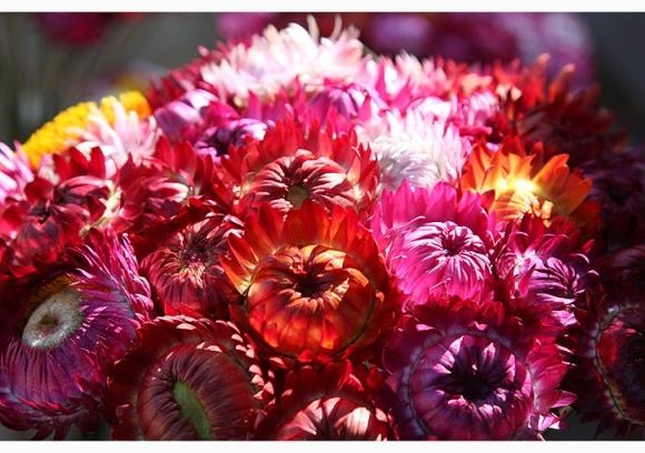 ภาพดอกไม้สวยๆ HD-3D-Wallpapers-Backgrounds (Flower)ภาพพื้นหลัง พักหน้าจอ No.24