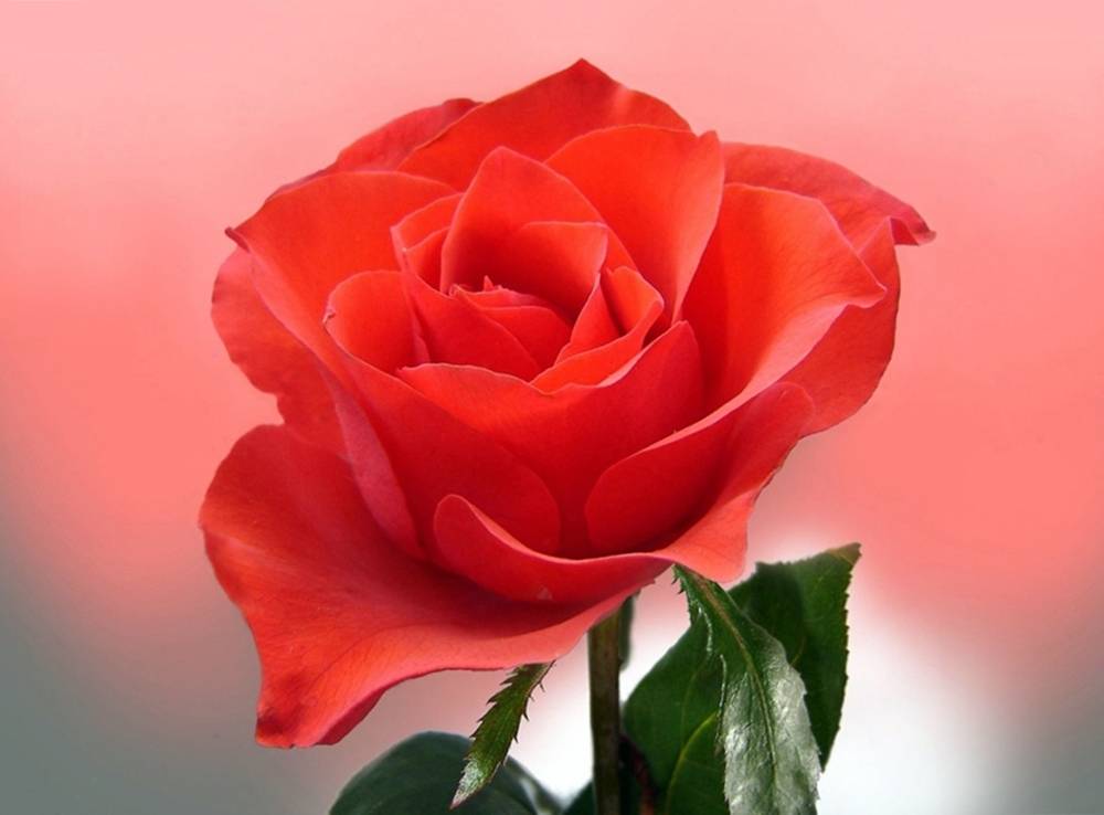 ภาพดอกไม้สวยๆ HD-3D-Wallpapers-Backgrounds (Flower)ภาพพื้นหลัง พักหน้าจอ No.25