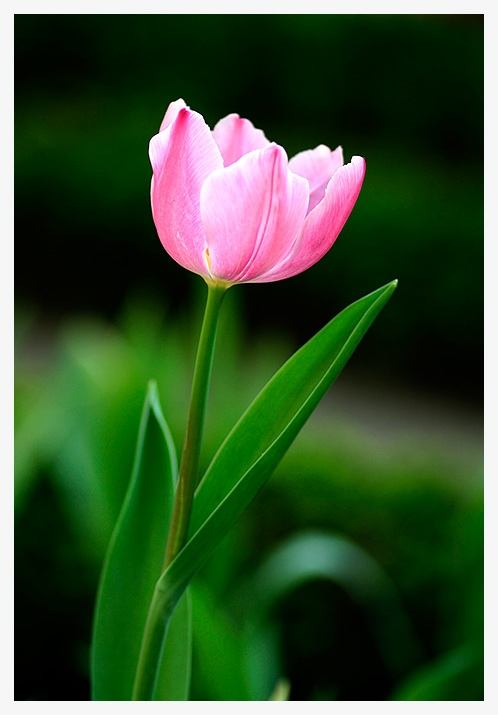ภาพดอกไม้สวยๆ HD-3D-Wallpapers-Backgrounds (Flower)ภาพพื้นหลัง พักหน้าจอ No.25