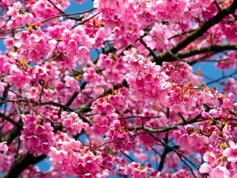 ภาพดอกไม้สวยๆ HD-3D-Wallpapers-Backgrounds (Flower)ภาพพื้นหลัง พักหน้าจอ No.25