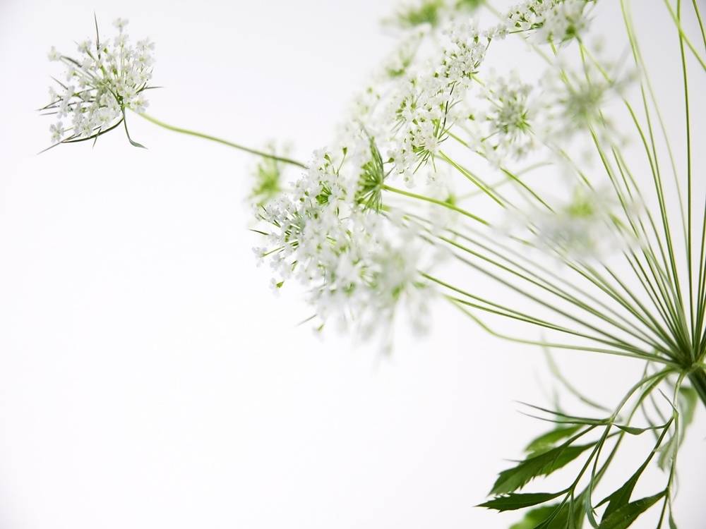 ภาพดอกไม้สวยๆ HD-3D-Wallpapers-Backgrounds (Flower)ภาพพื้นหลัง พักหน้าจอ No.25