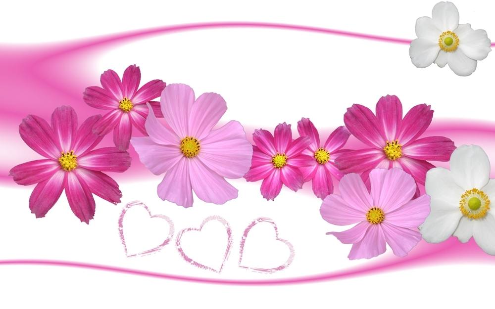 ภาพดอกไม้สวยๆ HD-3D-Wallpapers-Backgrounds (Flower)ภาพพื้นหลัง พักหน้าจอ No.25
