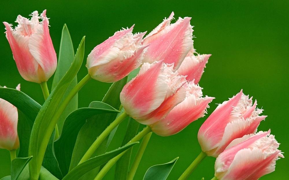 ภาพดอกไม้สวยๆ HD-3D-Wallpapers-Backgrounds (Flower)ภาพพื้นหลัง พักหน้าจอ No.25