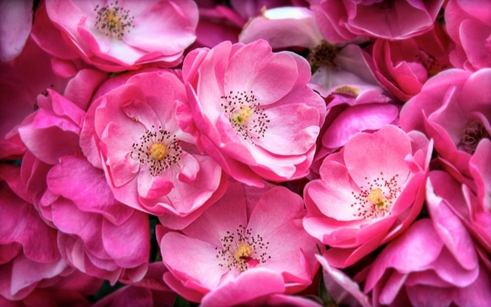 ภาพดอกไม้สวยๆ HD-3D-Wallpapers-Backgrounds (Flower)ภาพพื้นหลัง พักหน้าจอ No.25