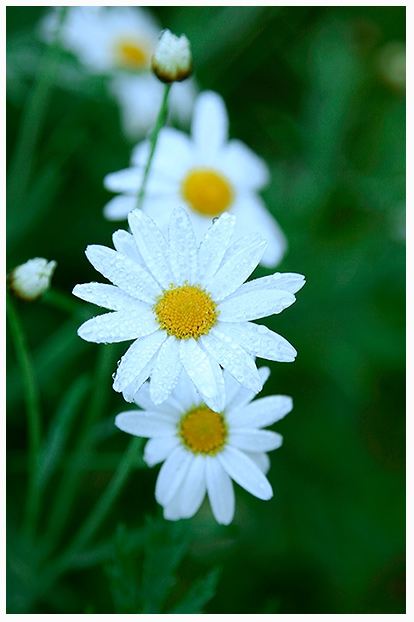 ภาพดอกไม้สวยๆ HD-3D-Wallpapers-Backgrounds (Flower)ภาพพื้นหลัง พักหน้าจอ No.25