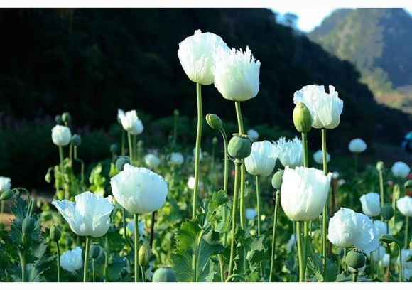ภาพดอกไม้สวยๆ HD-3D-Wallpapers-Backgrounds (Flower)ภาพพื้นหลัง พักหน้าจอ No.25