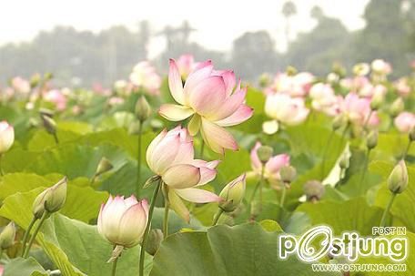 BG ดอกไม้สวยๆมาฝาก