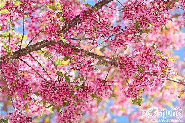 BG ดอกไม้สวยๆมาฝาก