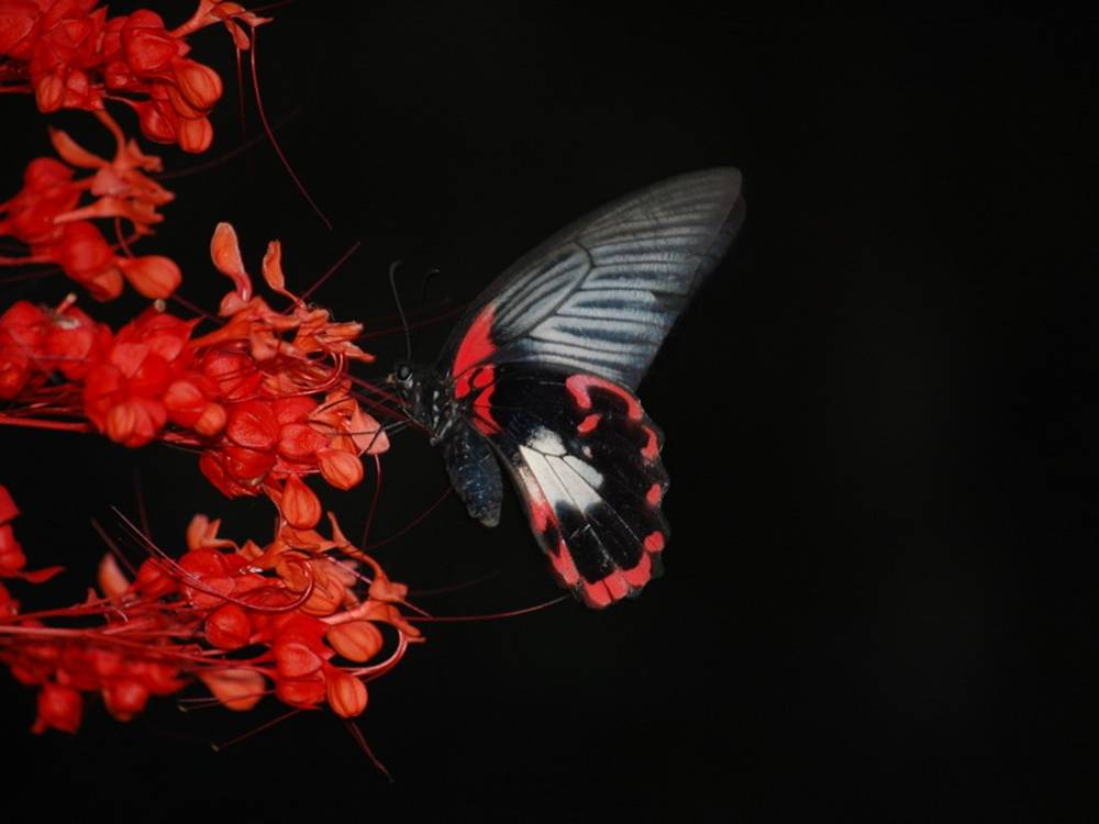3D-HD-Wallpapers-Backgrounds (Colors)ภาพพื้นหลัง พักหน้าจอ No.12
