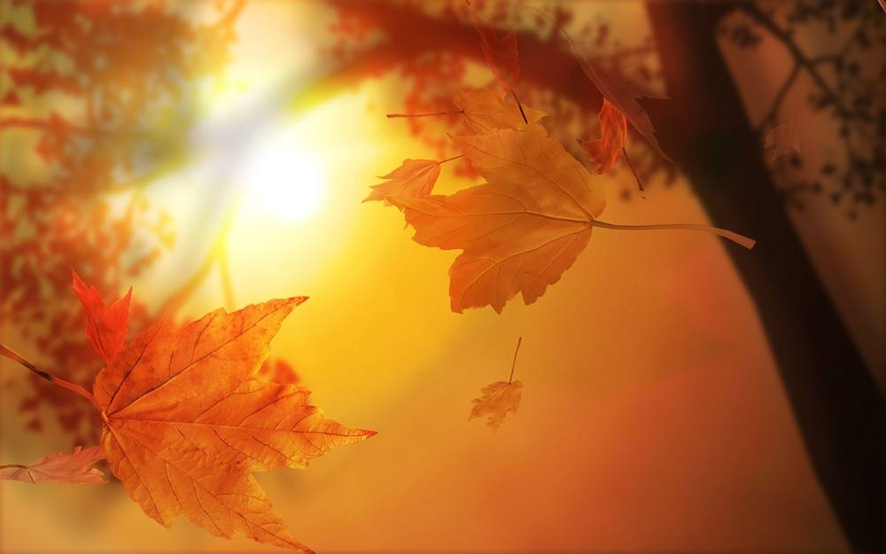 Season-(Spring-Autumn)HD-Wallpapers-Backgrounds ภาพพื้นหลัง พักหน้าจอ No.1