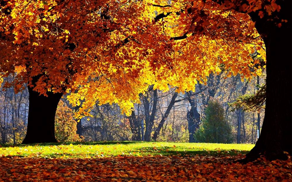 Season-(Spring-Autumn)HD-Wallpapers-Backgrounds ภาพพื้นหลัง พักหน้าจอ No.1