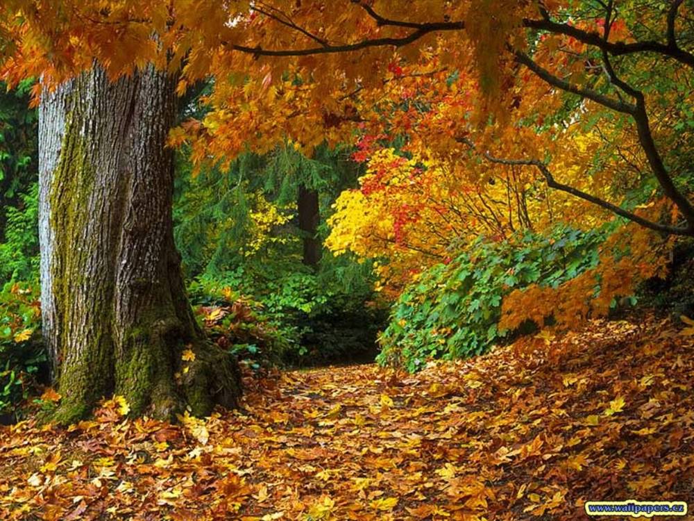 Season-(Spring-Autumn)HD-Wallpapers-Backgrounds ภาพพื้นหลัง พักหน้าจอ No.1