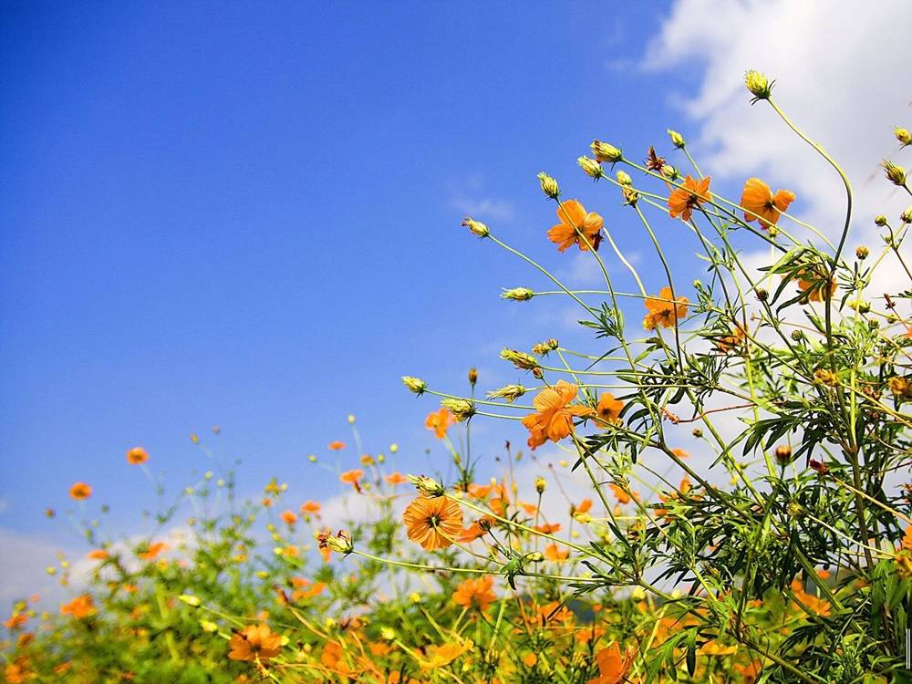 Season-(Spring-Autumn)HD-Wallpapers-Backgrounds ภาพพื้นหลัง พักหน้าจอ No.1