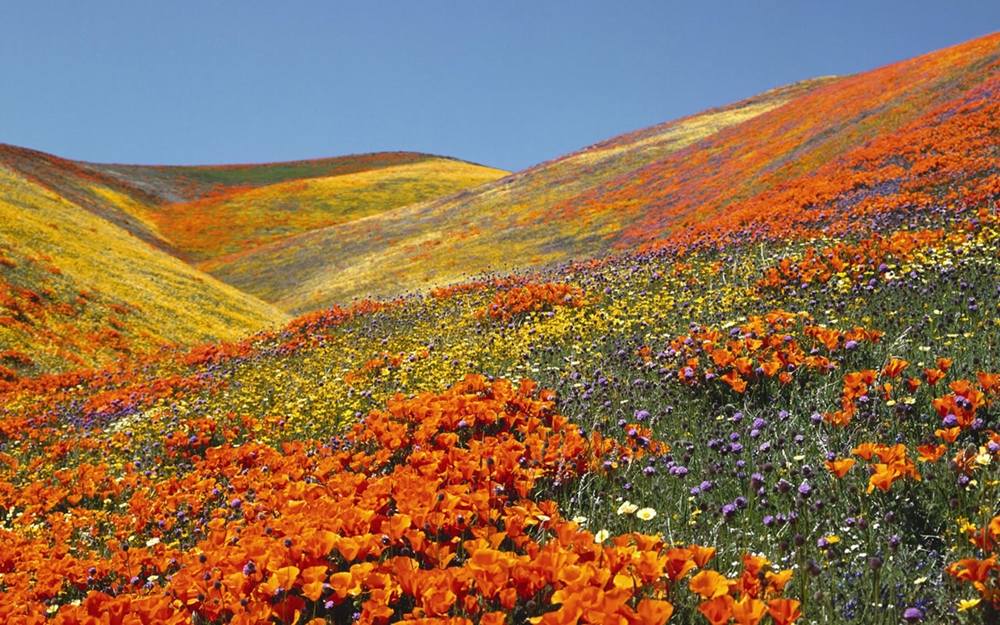 Season-(Spring-Autumn)HD-Wallpapers-Backgrounds ภาพพื้นหลัง พักหน้าจอ No.1