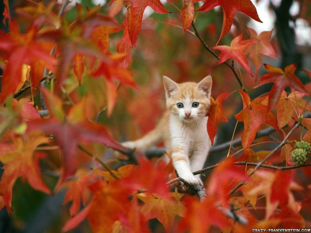 Season-(Spring-Autumn)HD-Wallpapers-Backgrounds ภาพพื้นหลัง พักหน้าจอ No.1