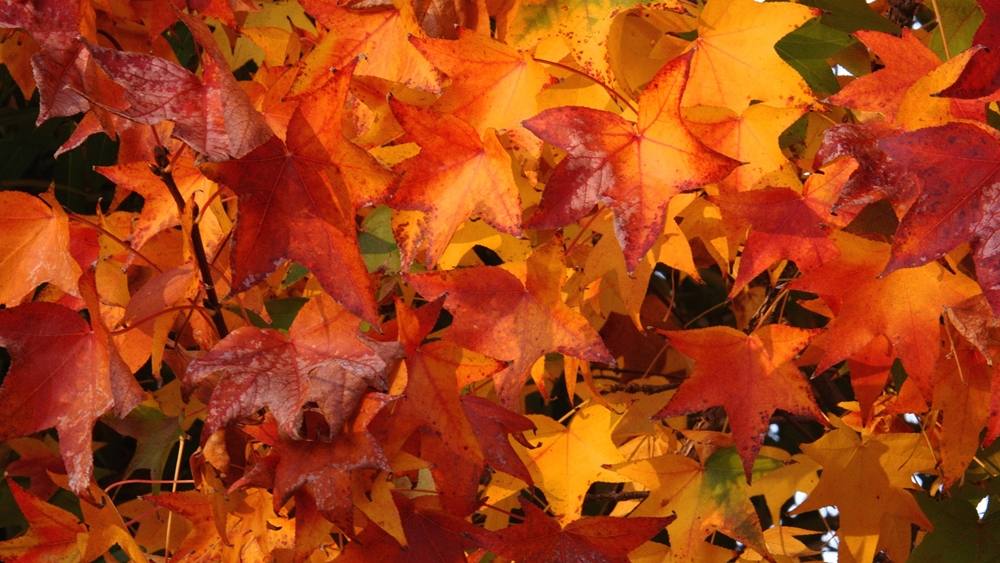 Season-(Spring-Autumn)HD-Wallpapers-Backgrounds ภาพพื้นหลัง พักหน้าจอ No.1