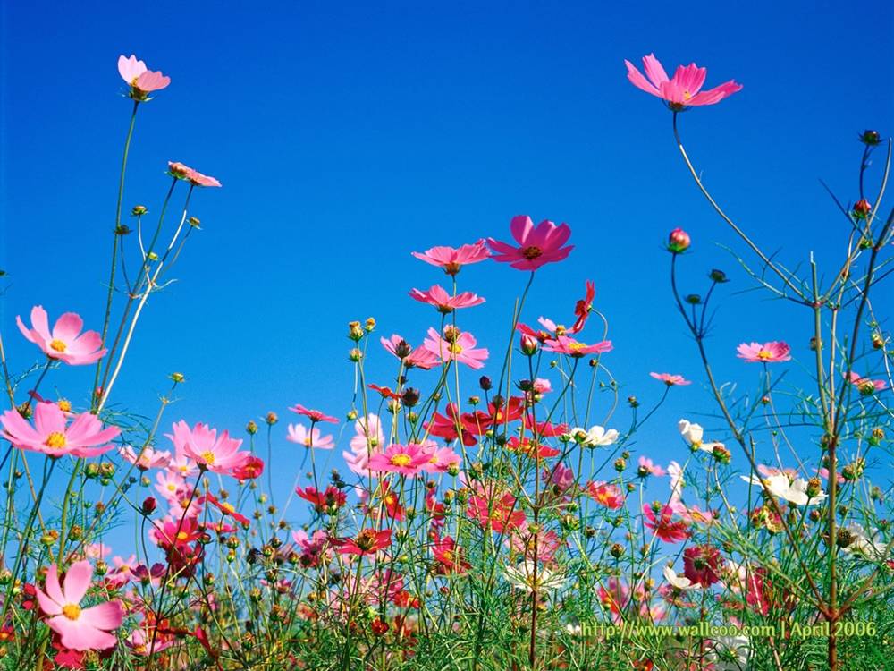 Season-(Spring-Autumn)HD-Wallpapers-Backgrounds ภาพพื้นหลัง พักหน้าจอ No.2