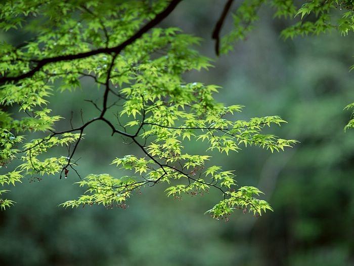 Season-(Spring-Autumn)HD-Wallpapers-Backgrounds ภาพพื้นหลัง พักหน้าจอ No.3