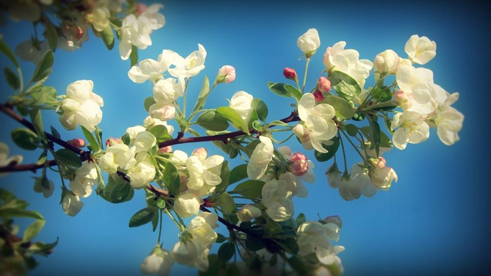 Season-(Spring-Autumn)HD-Wallpapers-Backgrounds ภาพพื้นหลัง พักหน้าจอ No.3