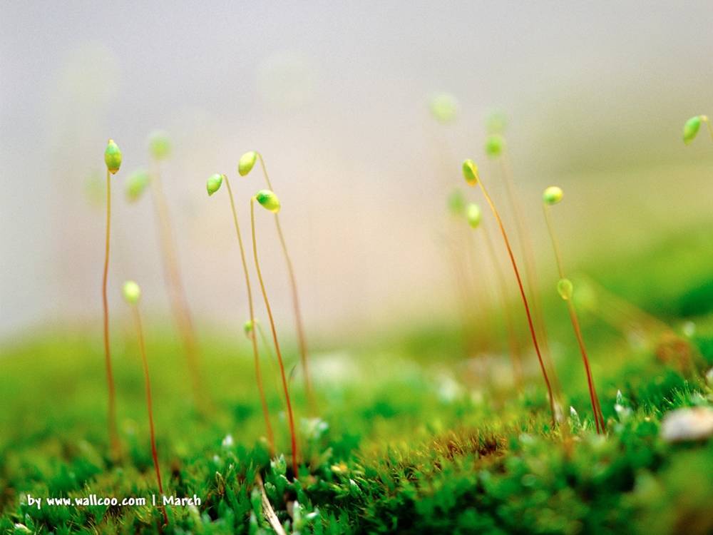 Season-(Spring-Autumn)HD-Wallpapers-Backgrounds ภาพพื้นหลัง พักหน้าจอ No.3