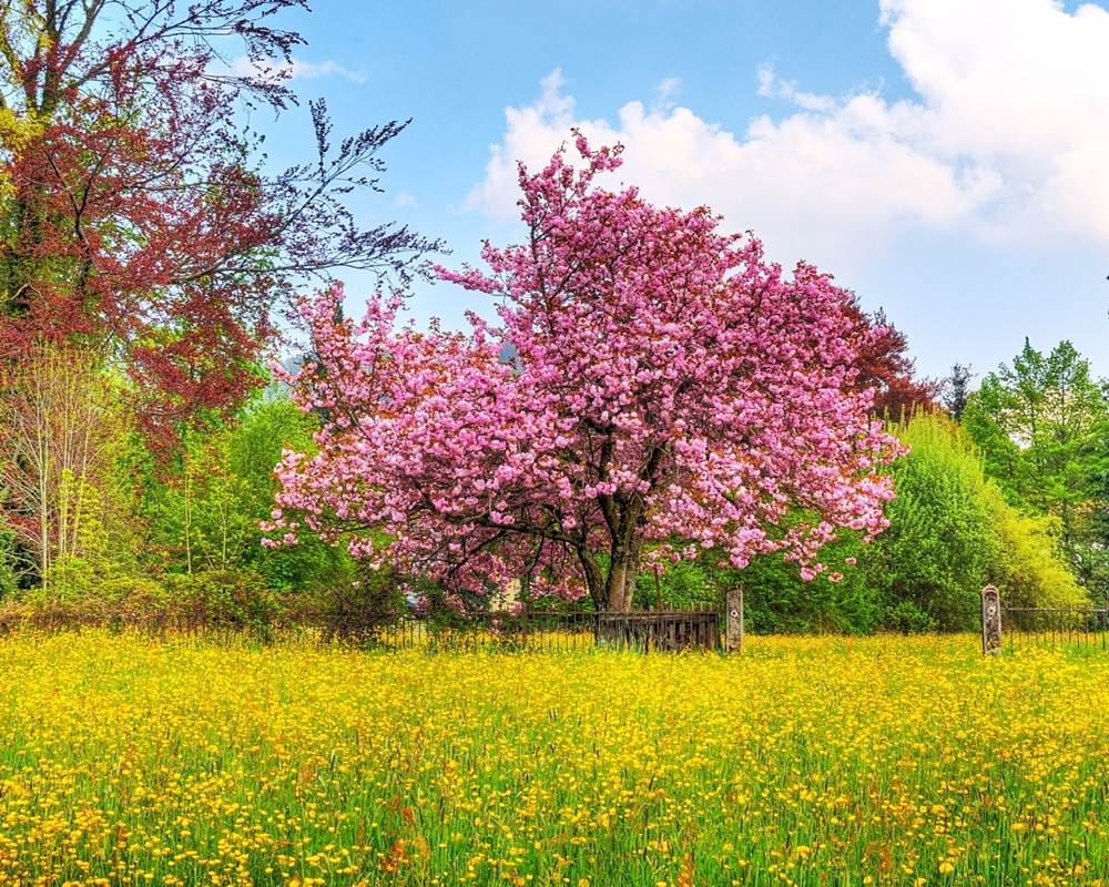 Season-(Spring-Autumn)HD-Wallpapers-Backgrounds ภาพพื้นหลัง พักหน้าจอ No.3