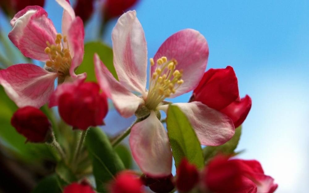 Season-(Spring-Autumn)HD-Wallpapers-Backgrounds ภาพพื้นหลัง พักหน้าจอ No.3
