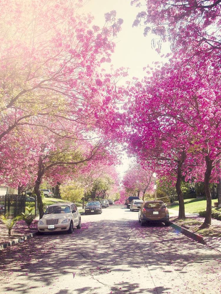 Season-(Spring-Autumn)HD-Wallpapers-Backgrounds ภาพพื้นหลัง พักหน้าจอ No.3