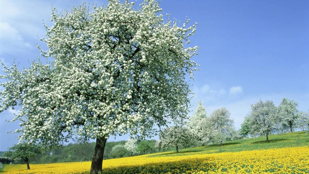 Season-(Spring-Autumn)HD-Wallpapers-Backgrounds ภาพพื้นหลัง พักหน้าจอ No.3