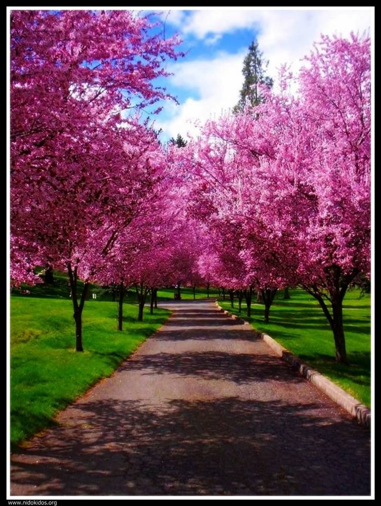 Season-(Spring-Autumn)HD-Wallpapers-Backgrounds ภาพพื้นหลัง พักหน้าจอ No.3