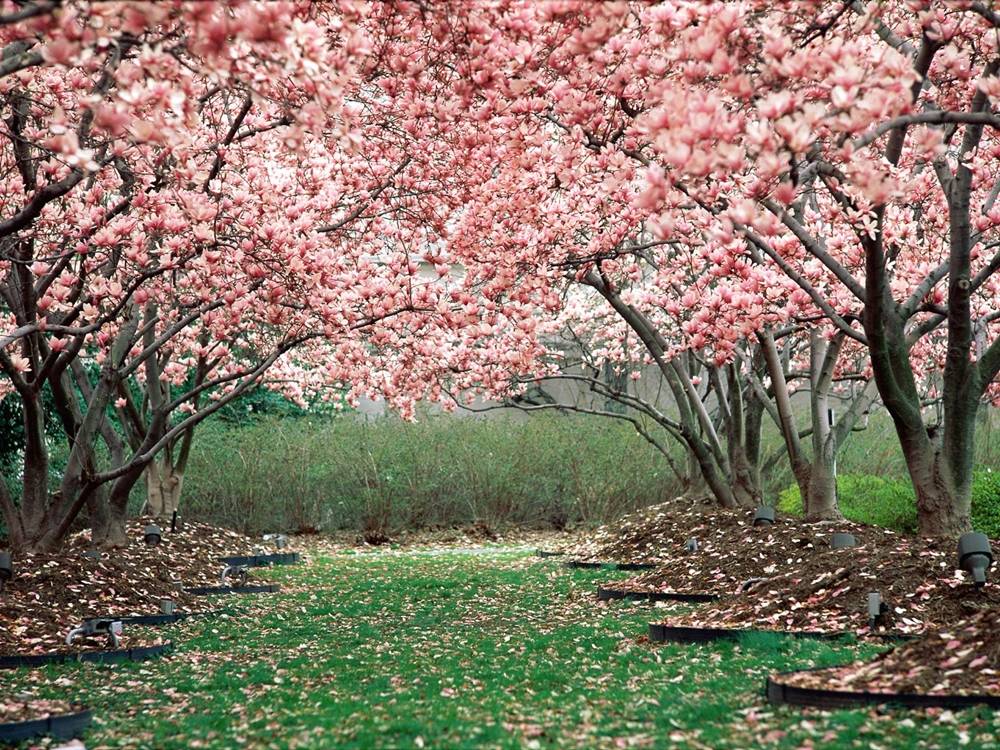Season-(Spring-Autumn)HD-Wallpapers-Backgrounds ภาพพื้นหลัง พักหน้าจอ No.3