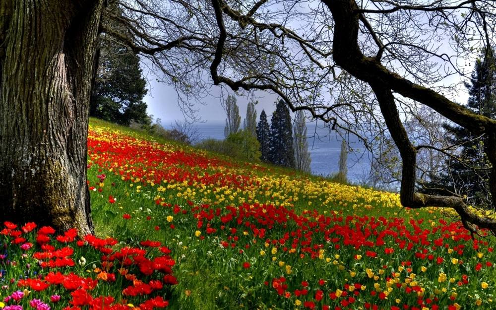 Season-(Spring-Autumn)HD-Wallpapers-Backgrounds ภาพพื้นหลัง พักหน้าจอ No.3