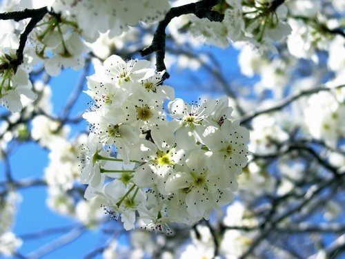 Season-(Spring-Autumn)HD-Wallpapers-Backgrounds ภาพพื้นหลัง พักหน้าจอ No.4
