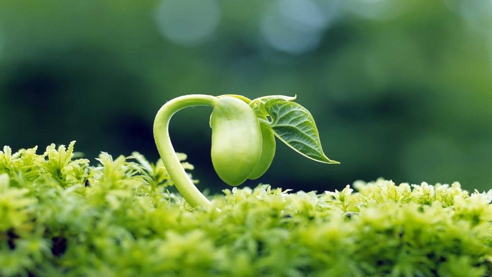 Season-(Spring-Autumn)HD-Wallpapers-Backgrounds ภาพพื้นหลัง พักหน้าจอ No.4