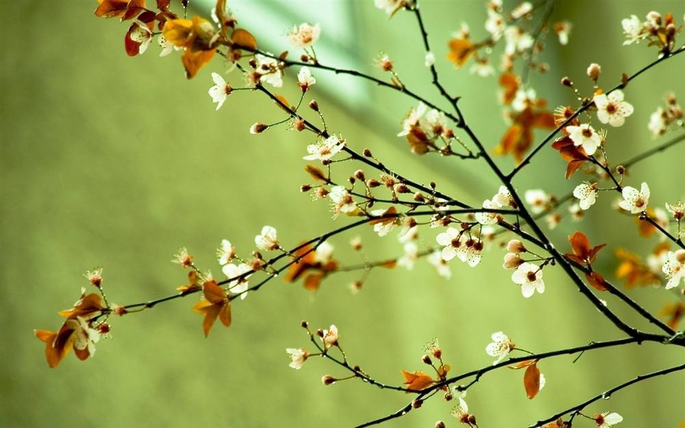 Season-(Spring-Autumn)HD-Wallpapers-Backgrounds ภาพพื้นหลัง พักหน้าจอ No.4