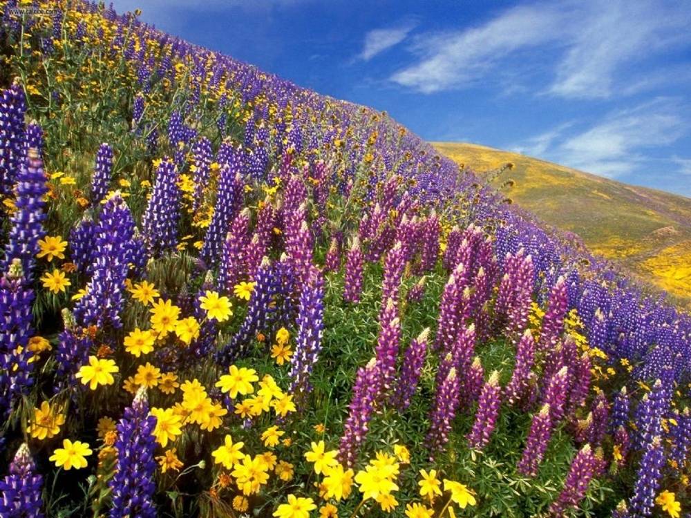 Season-(Spring-Autumn)HD-Wallpapers-Backgrounds ภาพพื้นหลัง พักหน้าจอ No.4
