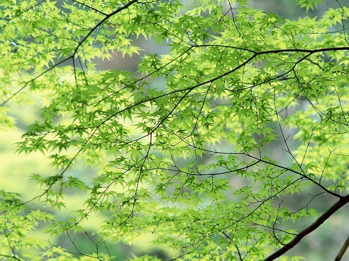 Season-(Spring-Autumn)HD-Wallpapers-Backgrounds ภาพพื้นหลัง พักหน้าจอ No.4