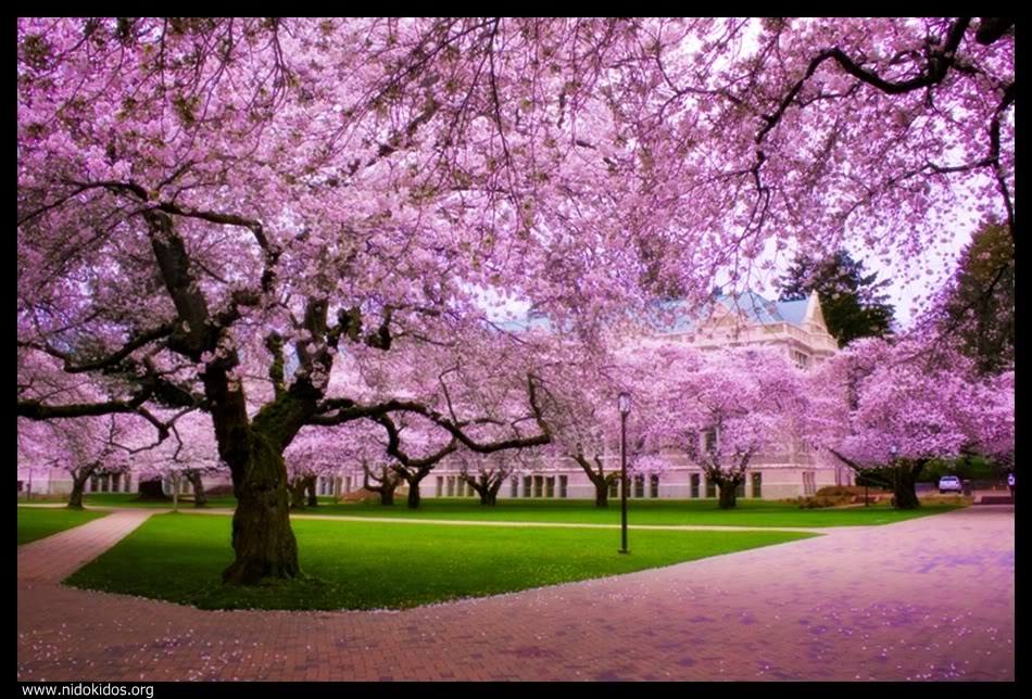 Season-(Spring-Autumn)HD-Wallpapers-Backgrounds ภาพพื้นหลัง พักหน้าจอ No.4