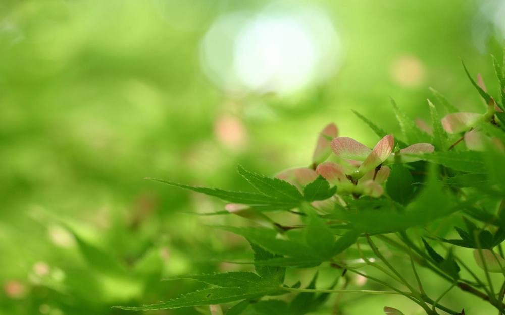 Season-(Spring-Autumn)HD-Wallpapers-Backgrounds ภาพพื้นหลัง พักหน้าจอ No.4