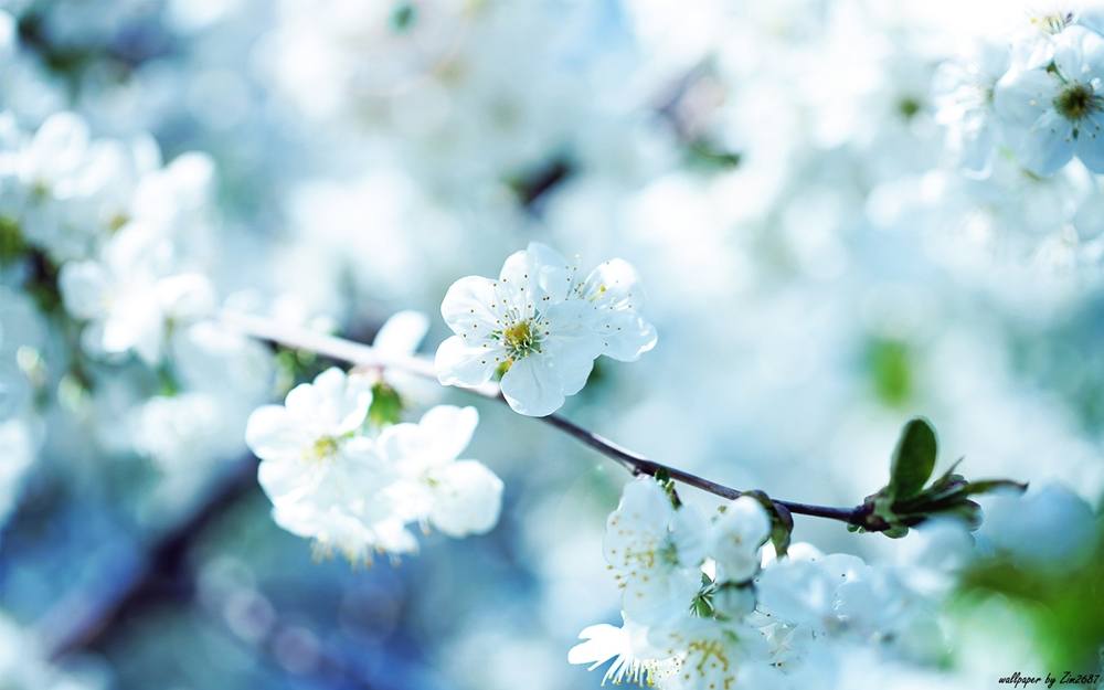 Season-(Spring-Autumn)HD-Wallpapers-Backgrounds ภาพพื้นหลัง พักหน้าจอ No.4