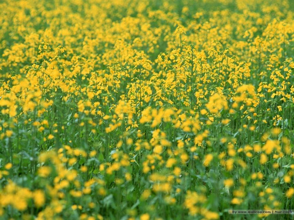 Season-(Spring-Autumn)HD-Wallpapers-Backgrounds ภาพพื้นหลัง พักหน้าจอ No.4