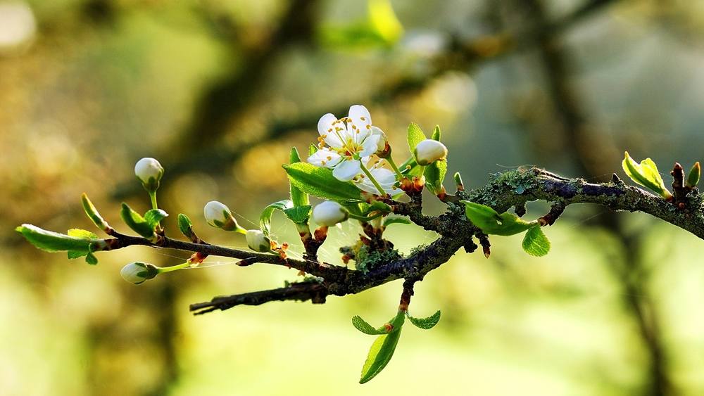 Season-(Spring-Autumn)HD-Wallpapers-Backgrounds ภาพพื้นหลัง พักหน้าจอ No.5