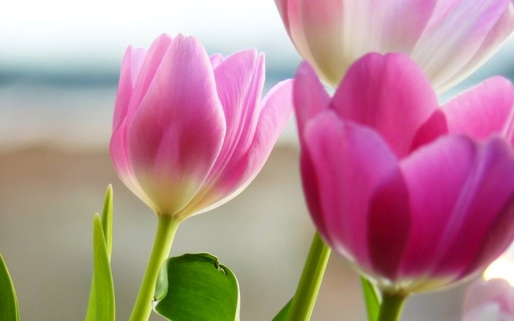 Season-(Spring-Autumn)HD-Wallpapers-Backgrounds ภาพพื้นหลัง พักหน้าจอ No.5