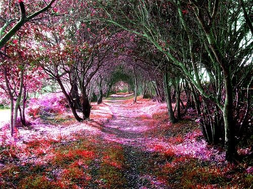 Season-(Spring-Autumn)HD-Wallpapers-Backgrounds ภาพพื้นหลัง พักหน้าจอ No.5
