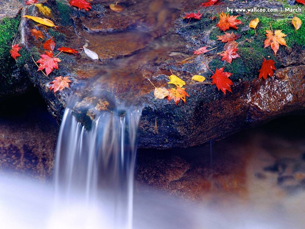 Season-(Spring-Autumn)HD-Wallpapers-Backgrounds ภาพพื้นหลัง พักหน้าจอ No.5