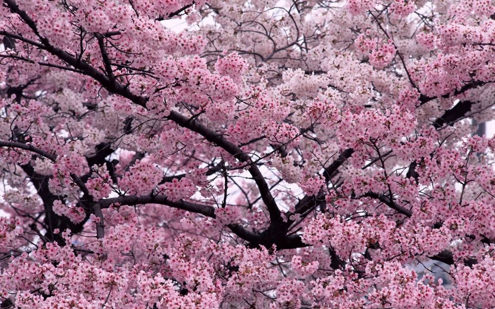 Season-(Spring-Autumn)HD-Wallpapers-Backgrounds ภาพพื้นหลัง พักหน้าจอ No.5